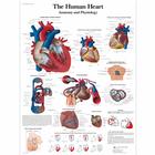 Human Heart Posters
