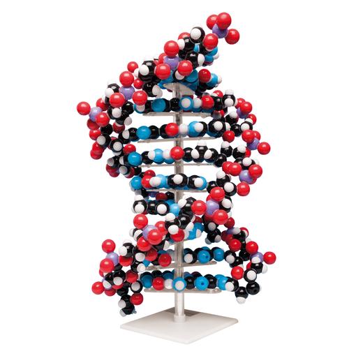 DNA Model | Biology Teaching Supplies | Molecular Kits