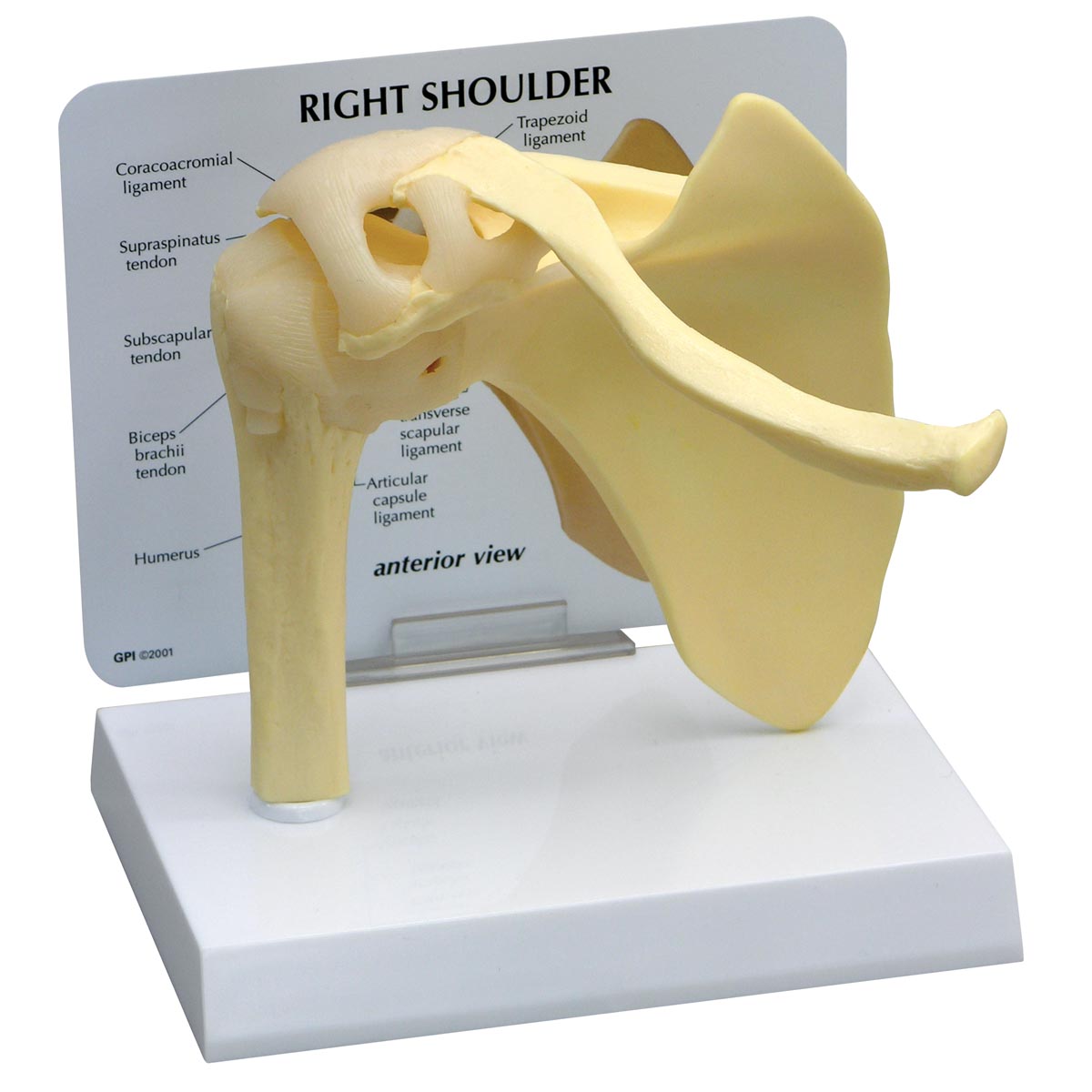 Basic Shoulder Model - 1019513 - 1790 - Anatomical Models - Anatomy ...