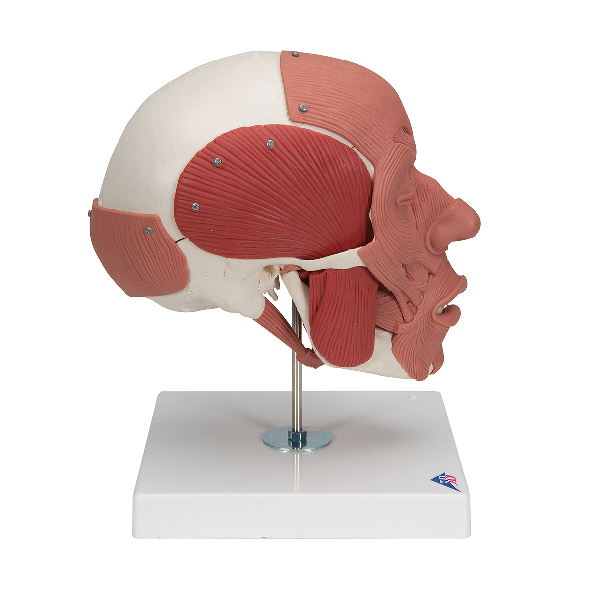 Human Skull with Facial Muscles 3B Smart Anatomy 1020181 3B