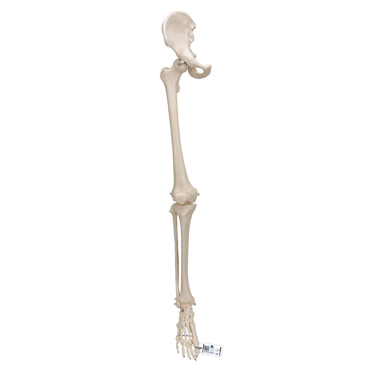 Human Leg Skeleton Model with Hip Bone - 3B Smart Anatomy - 1019366