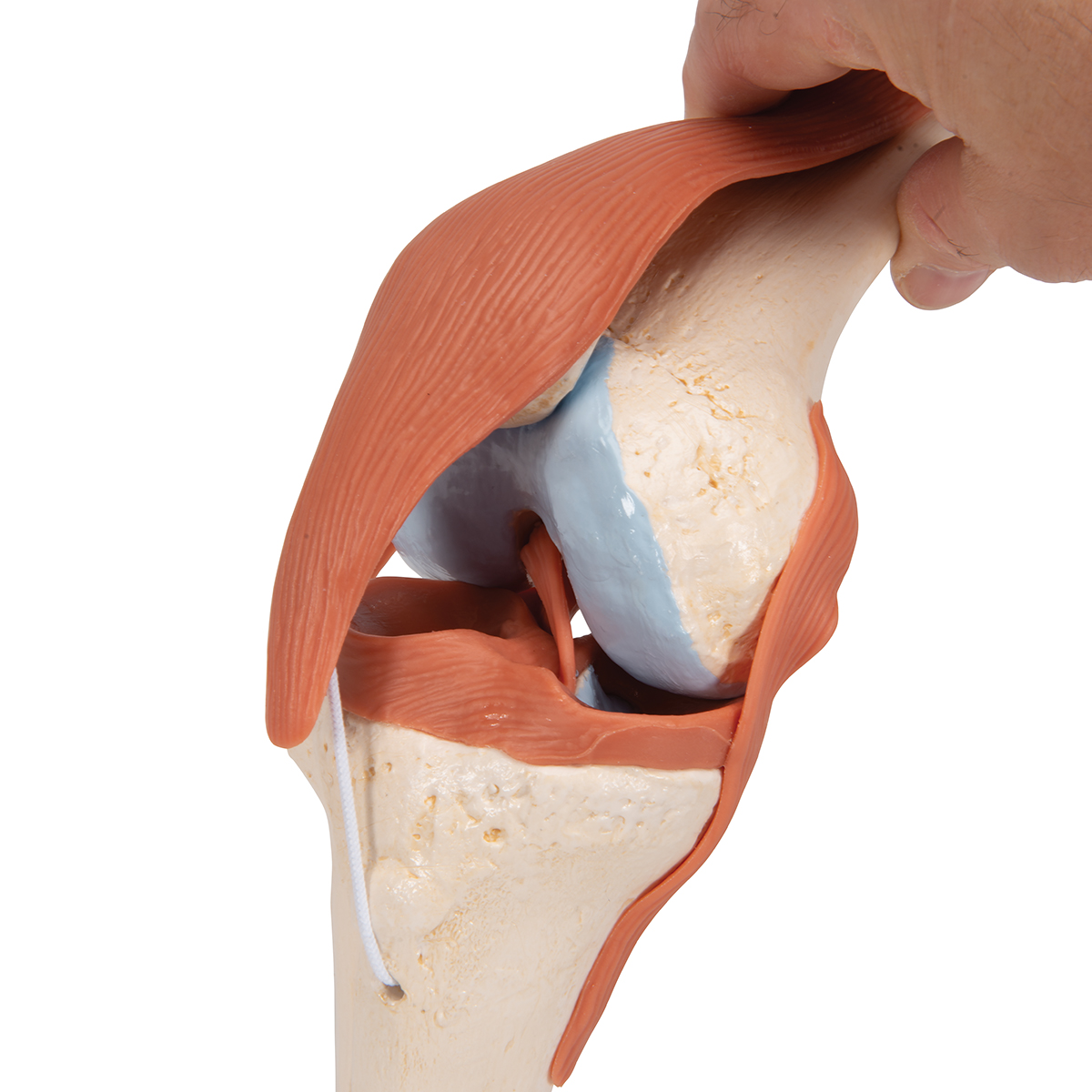 Knee joint. Модель коленного сустава. Макет сустава. Анатомическая модель коленного сустава.