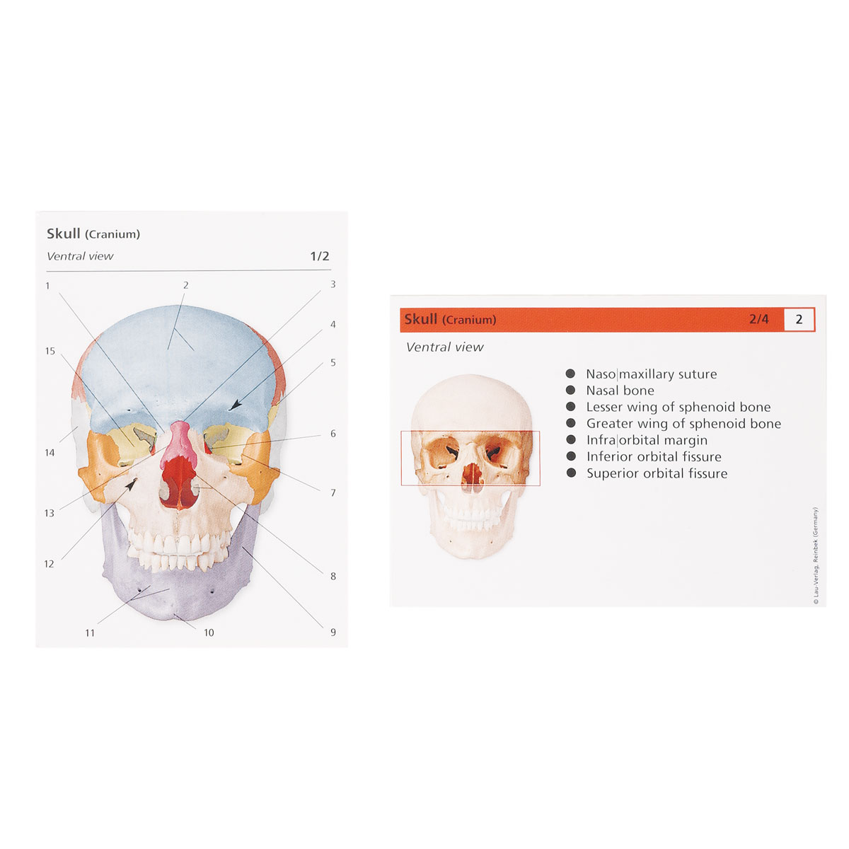 Skeletal System Flashcards Printable